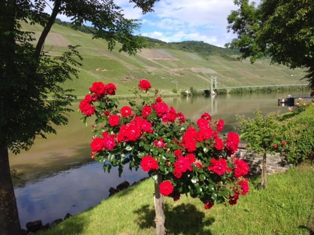 Ferien-Wein-Gut Keifer Hotel Бернкастел-Кюс Екстериор снимка